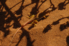 Meroles cuneirostris
