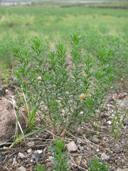 Peganum nigellastrum