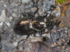 Bembidion pygmaeum