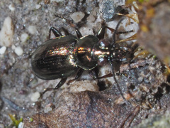 Bembidion pygmaeum