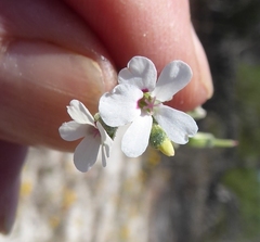 Pelargonium senecioides