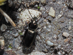 Bembidion pygmaeum