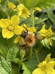 Bombus pascuorum