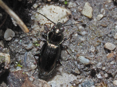 Bembidion pygmaeum