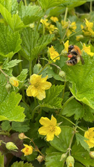 Bombus pascuorum