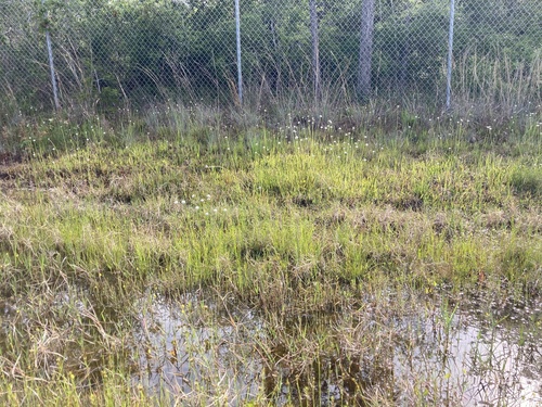 Eriocaulon compressum image