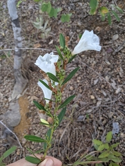 Ipomoea squamisepala