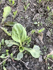 Plantago major