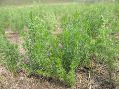 Peganum nigellastrum