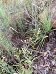 Hermannia boraginiflora