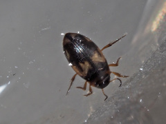 Hydroglyphus geminus