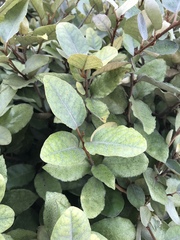 Elaeagnaceae