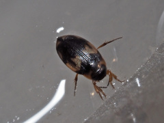 Hydroglyphus geminus