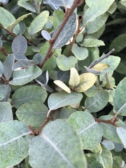 Elaeagnaceae