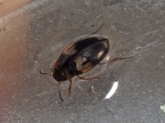 Hydroglyphus geminus