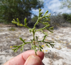 Pelargonium senecioides
