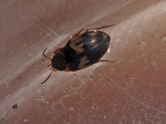 Hydroglyphus geminus