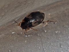 Hydroglyphus geminus