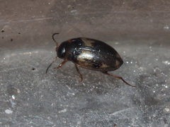 Hydroglyphus geminus