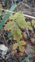 Agrimonia incisa