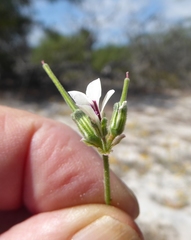 Pelargonium senecioides