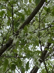 Chionanthus