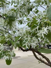 Chionanthus