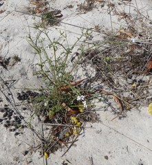 Pelargonium senecioides