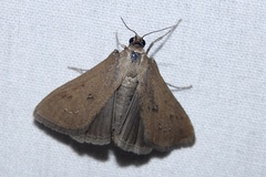 Diastictis