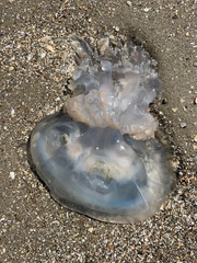 Rhizostoma octopus