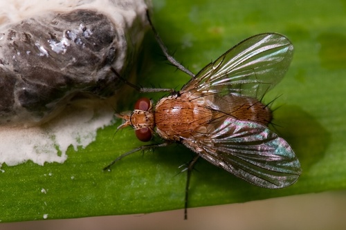Ceromya silacea