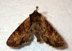 Apamea crenata