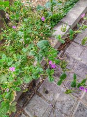 Erodium malacoides