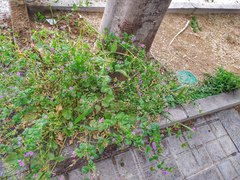 Erodium malacoides