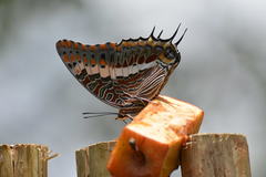 Charaxes saturnus saturnus