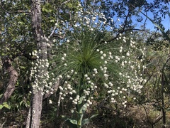 Paepalanthus chiquitensis