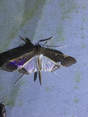 Tipuliforma triangulalis