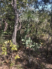 Paepalanthus chiquitensis