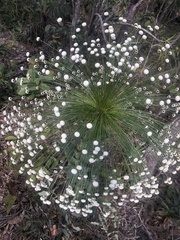 Paepalanthus chiquitensis