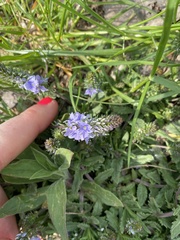 Veronica prostrata