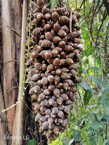 Attalea cohune