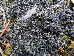 Bilimbia sabuletorum