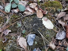 Bilimbia sabuletorum