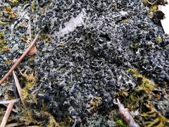 Bilimbia sabuletorum