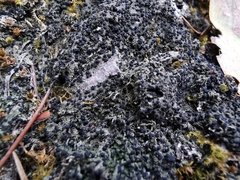 Bilimbia sabuletorum