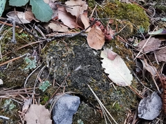 Bilimbia sabuletorum