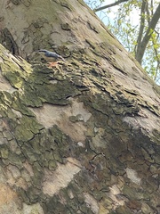Sitta europaea