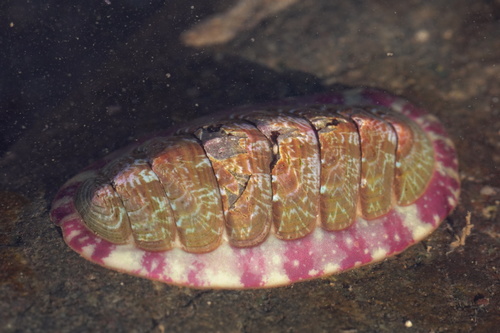 Mottled Red Chiton