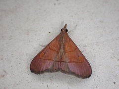 Hemiscopis sanguinea