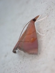 Hemiscopis sanguinea